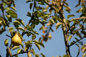 dreamstimefree_244160